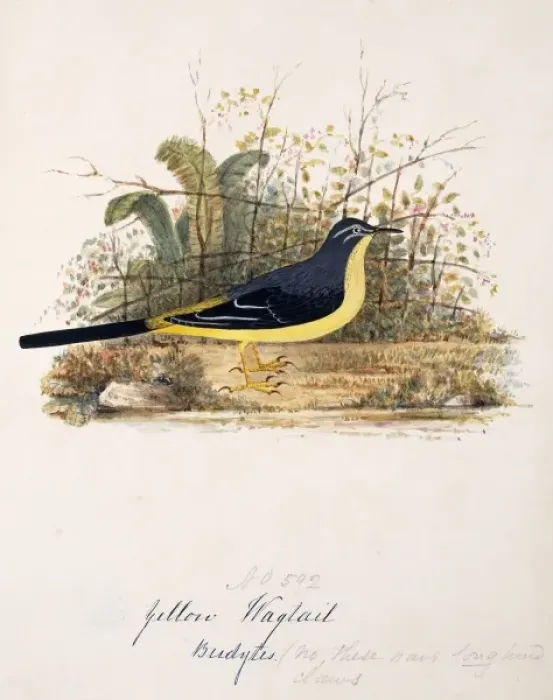 Framed Print : Motacilla cinerea, grey wagtail Framed Print : Motacilla cinerea, grey wagtail
