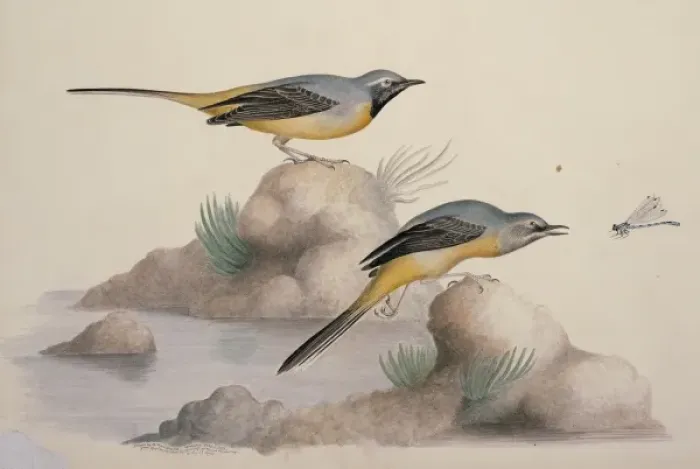 Framed Print : Motacilla cinerea, grey wagtail Framed Print : Motacilla cinerea, grey wagtail