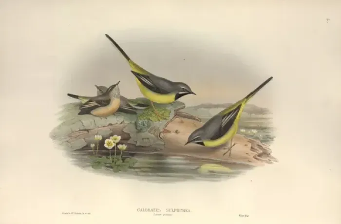 Framed Print : Motacilla cinerea, grey wagtail Framed Print : Motacilla cinerea, grey wagtail