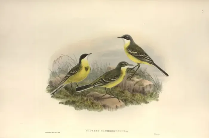 Framed Print : Motacilla flava cinereocapilla, yellow wagtail Framed Print : Motacilla flava cinereocapilla, yellow wagtail