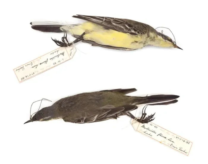 Framed Print : Motacilla flava, Western Yellow Wagtail, male Framed Print : Motacilla flava, Western Yellow Wagtail, male