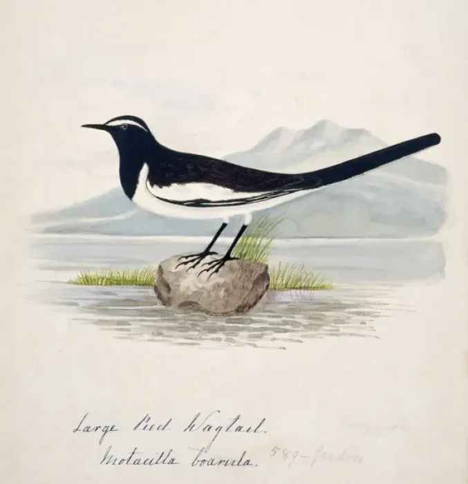 Framed Print : Motacilla maderaspatensis, white-browed wagtail Framed Print : Motacilla maderaspatensis, white-browed wagtail