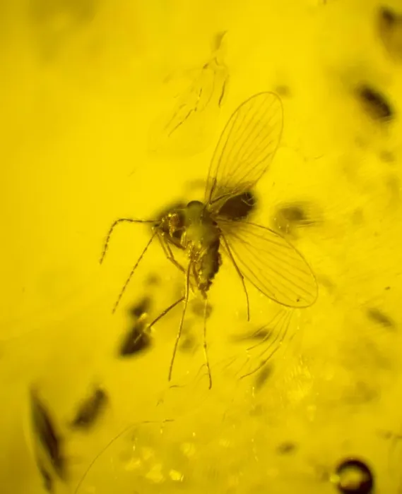 Framed Print : Moth fly in amber Framed Print : Moth fly in amber