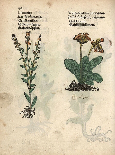 Moth mullein, Verbascum blattaria, and cowslip