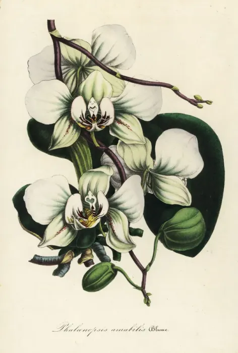 Framed Print : Moth orchid, Phalaenopsis amabilis Framed Print : Moth orchid, Phalaenopsis amabilis