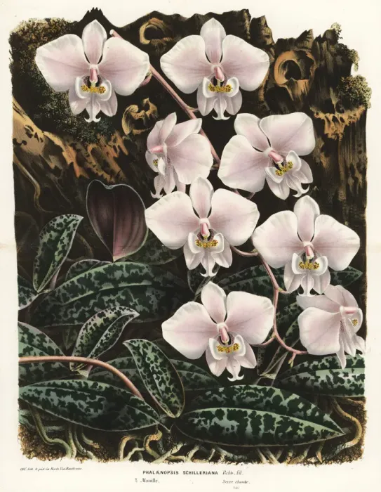 Framed Print : Moth orchid, Phalaenopsis schilleriana Framed Print : Moth orchid, Phalaenopsis schilleriana