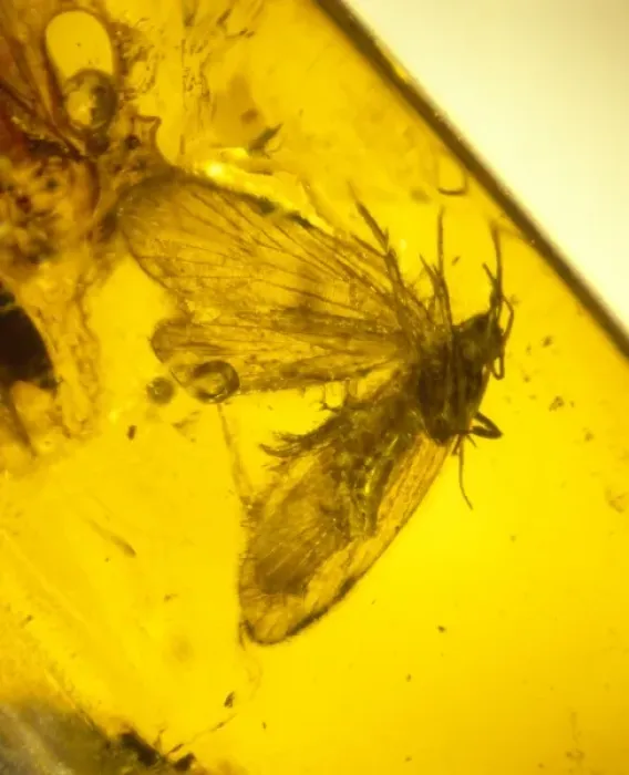Framed Print : Moth preserved in Baltic amber Framed Print : Moth preserved in Baltic amber