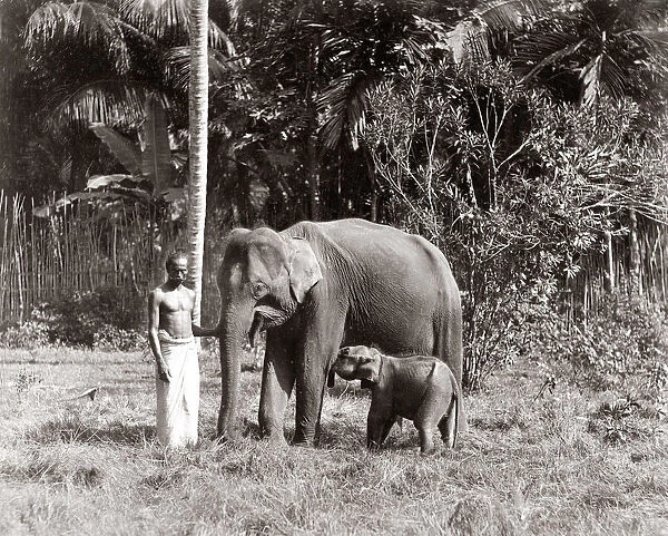 Mother and baby elephant, India, c. 1880 s