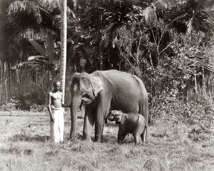 Framed Print : Mother and baby elephant, India, c. 1880 s Framed Print : Mother and baby elephant, India, c. 1880 s