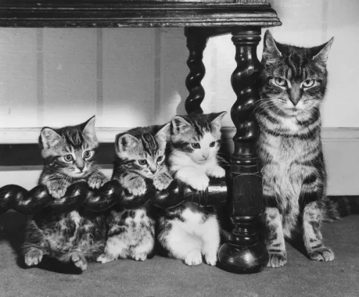 Framed Print : Mother cat and three kittens Framed Print : Mother cat and three kittens