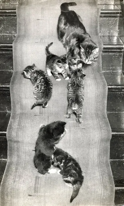 Framed Print : Mother cat and six kittens on the stairs Date: 1950s Framed Print : Mother cat and six kittens on the stairs Date: 1950s