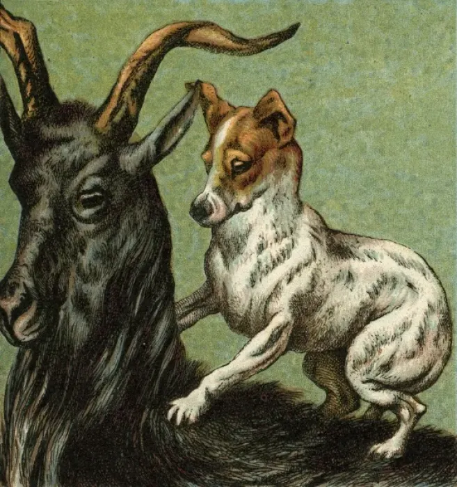 Framed Print : Mother Hubbard / Goat Framed Print : Mother Hubbard / Goat