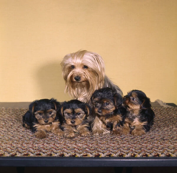 Mother and four terrier puppies