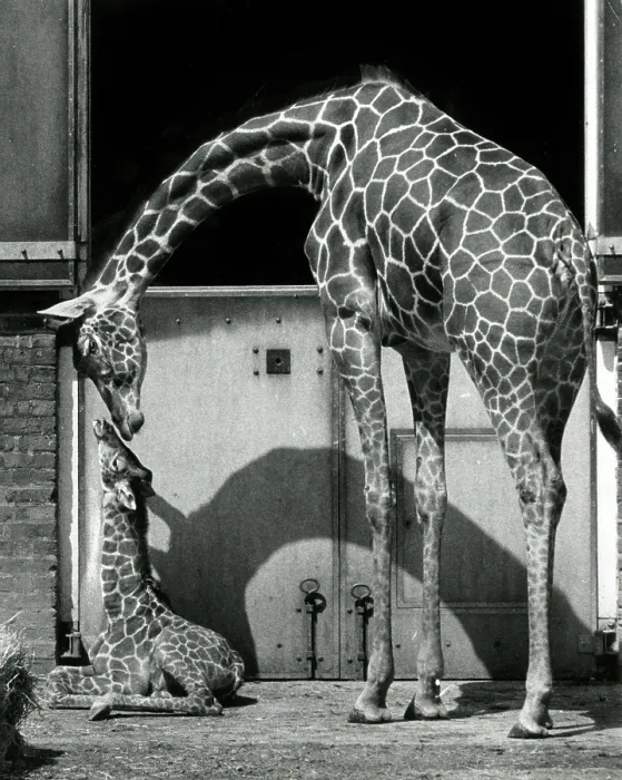 Framed Print : Mother and young giraffe at ZSL London Zoo Framed Print : Mother and young giraffe at ZSL London Zoo