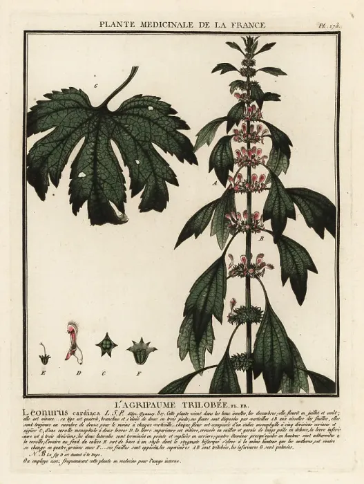 Framed Print : Motherwort, Leonurus cardiaca Framed Print : Motherwort, Leonurus cardiaca