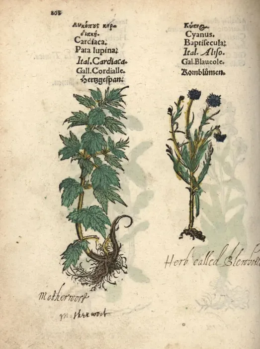 Framed Print : Motherwort, Leonurus cardiaca, and cornflower Framed Print : Motherwort, Leonurus cardiaca, and cornflower