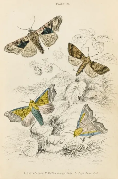 Framed Print : Three further Moths Framed Print : Three further Moths