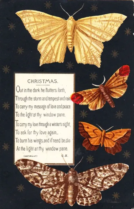Framed Print : Four moths on a Christmas card Framed Print : Four moths on a Christmas card