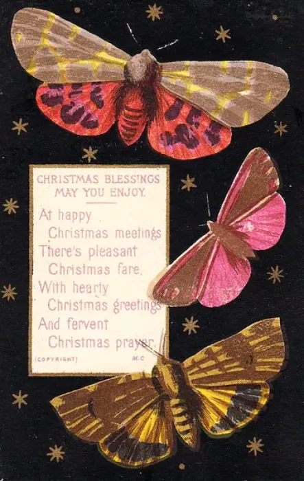 Framed Print : Three moths on a Christmas card Framed Print : Three moths on a Christmas card