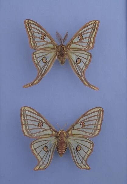 Moths of the family Saturniidae