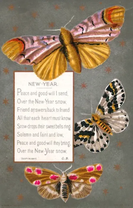 Framed Print : Three moths on a New Year card Framed Print : Three moths on a New Year card