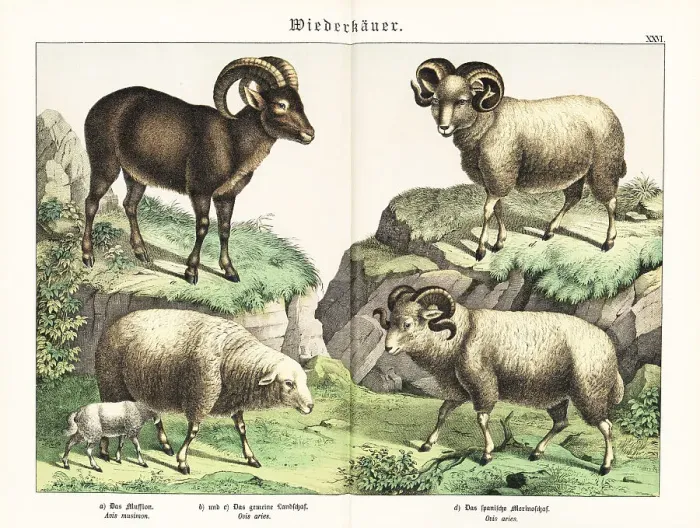 Framed Print : Moufflon, sheep and merino sheep Framed Print : Moufflon, sheep and merino sheep