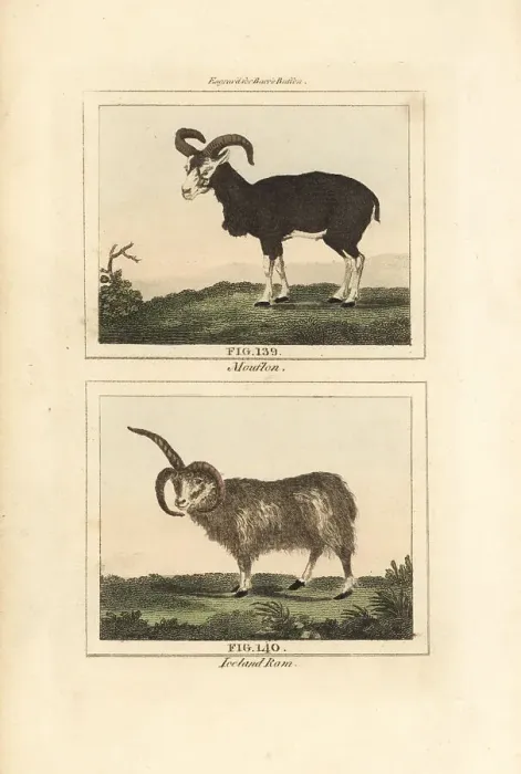 Framed Print : Mouflon and Iceland ram Framed Print : Mouflon and Iceland ram