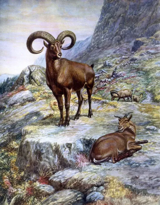 Framed Print : Mouflon ram and ewe, European wild sheep Framed Print : Mouflon ram and ewe, European wild sheep