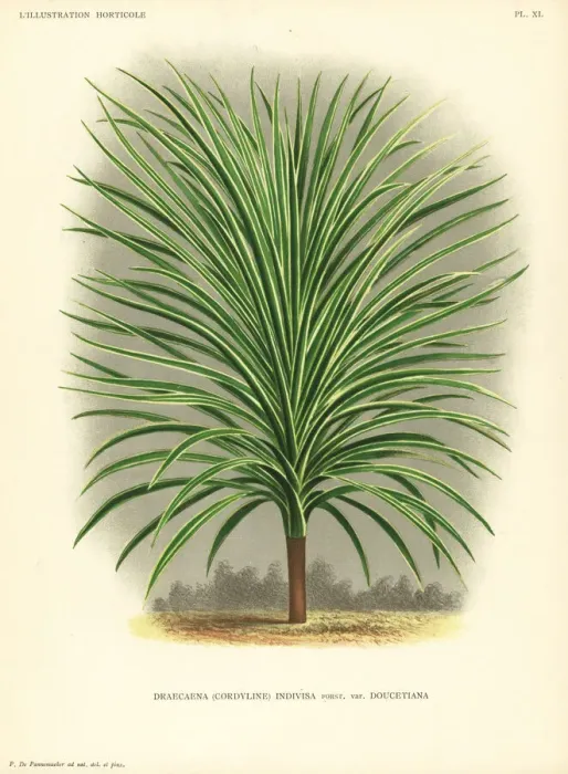 Framed Print : Mountain cabbage tree, Cordyline indivisa Framed Print : Mountain cabbage tree, Cordyline indivisa