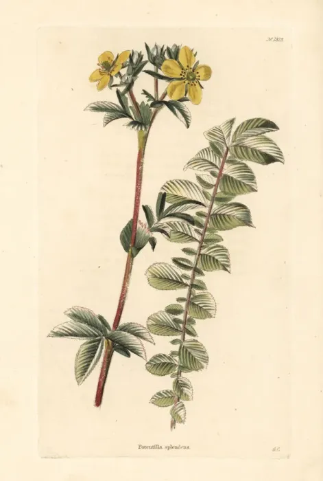 Framed Print : Mountain cinquefoil, Potentilla montana Framed Print : Mountain cinquefoil, Potentilla montana