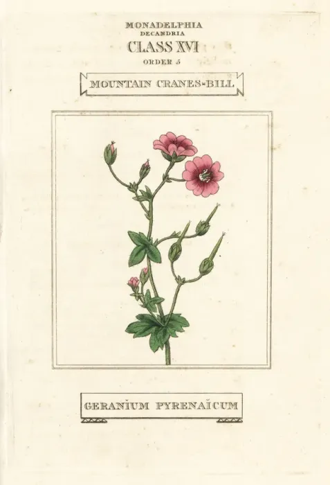 Framed Print : Mountain cranes-bill, Geranium pyrenaicum Framed Print : Mountain cranes-bill, Geranium pyrenaicum
