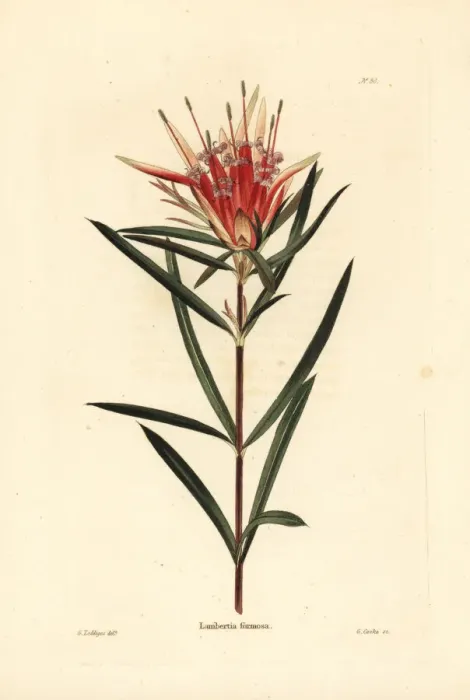 Framed Print : Mountain devil, Lambertia formosa Framed Print : Mountain devil, Lambertia formosa