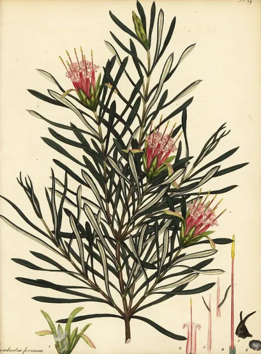 Framed Print : Mountain devil, Lambertia formosa Framed Print : Mountain devil, Lambertia formosa