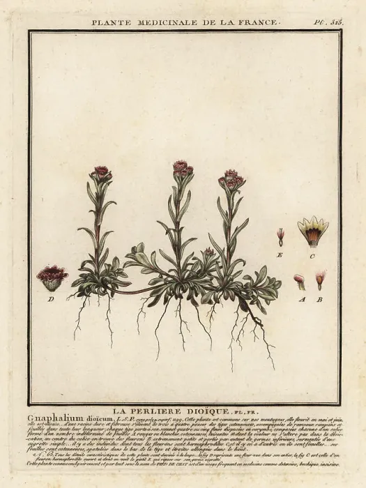 Framed Print : Mountain everlasting, Antennaria dioica Framed Print : Mountain everlasting, Antennaria dioica