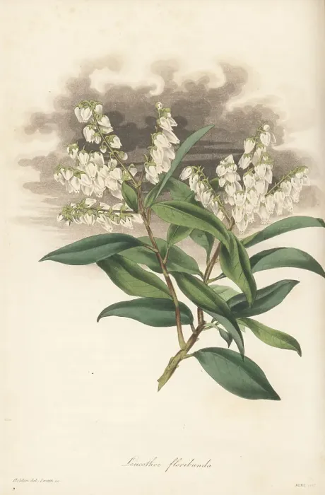 Framed Print : Mountain fetterbush, Pieris floribunda Framed Print : Mountain fetterbush, Pieris floribunda