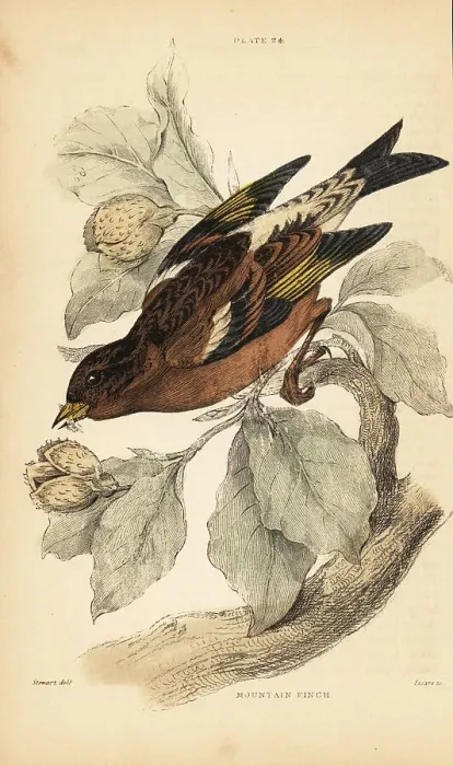 Framed Print : Mountain finch or brambling, Fringilla montifringilla Framed Print : Mountain finch or brambling, Fringilla montifringilla