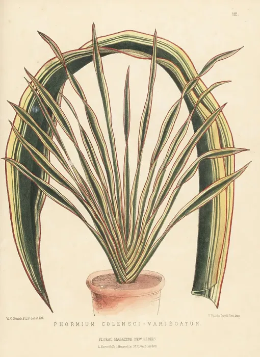Framed Print : Mountain flax or wharariki, Phormium colensoi Framed Print : Mountain flax or wharariki, Phormium colensoi