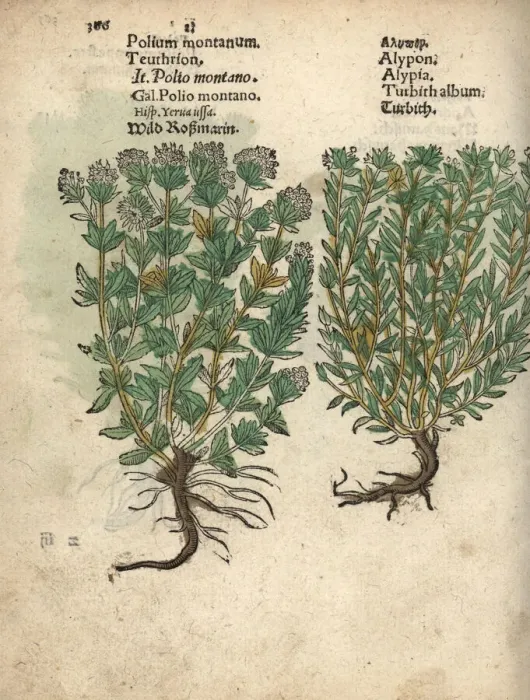 Framed Print : Mountain germander, Teucrium montanum Framed Print : Mountain germander, Teucrium montanum