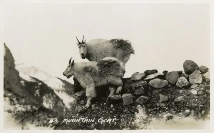 Framed Print : Mountain Goats in Canada Framed Print : Mountain Goats in Canada