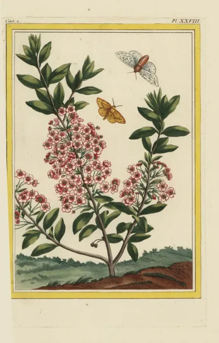 Framed Print : Mountain laurel, Kalmia latifolia Framed Print : Mountain laurel, Kalmia latifolia