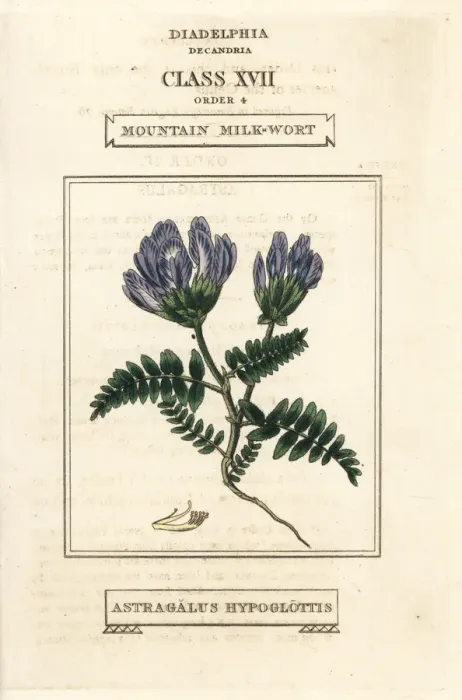 Framed Print : Mountain milkwort, Astragalus hypoglottis
