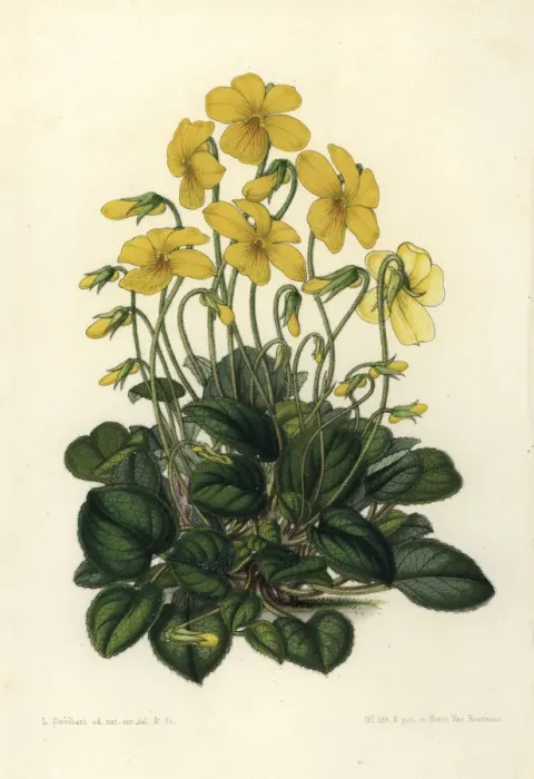 Framed Print : Mountain pansy, Viola lutea Framed Print : Mountain pansy, Viola lutea