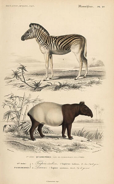Mountain zebra (vulnerable) and Malayan tapir (endangered)