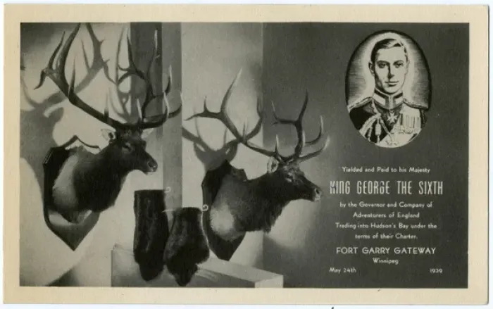 Framed Print : Two Mounted Stag heads and Beaver pelts given to King George Framed Print : Two Mounted Stag heads and Beaver pelts given to King George
