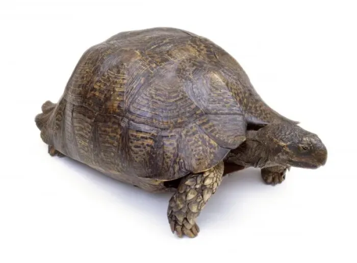 Framed Print : Mounted tortoise specimen Framed Print : Mounted tortoise specimen