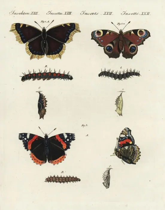 Framed Print : Mourning cloak, peacock and red admiral butterflies Framed Print : Mourning cloak, peacock and red admiral butterflies