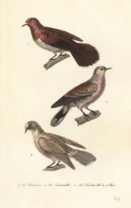 Framed Print : Mourning dove, turtle dove and red-eyed dove Framed Print : Mourning dove, turtle dove and red-eyed dove