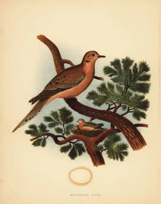 Framed Print : Mourning dove, Zenaida macroura Framed Print : Mourning dove, Zenaida macroura