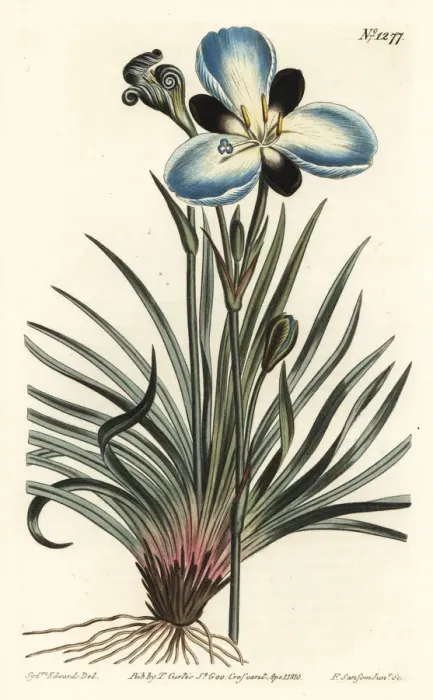 Framed Print : Mourning-flowered aristea, Aristea lugens Framed Print : Mourning-flowered aristea, Aristea lugens