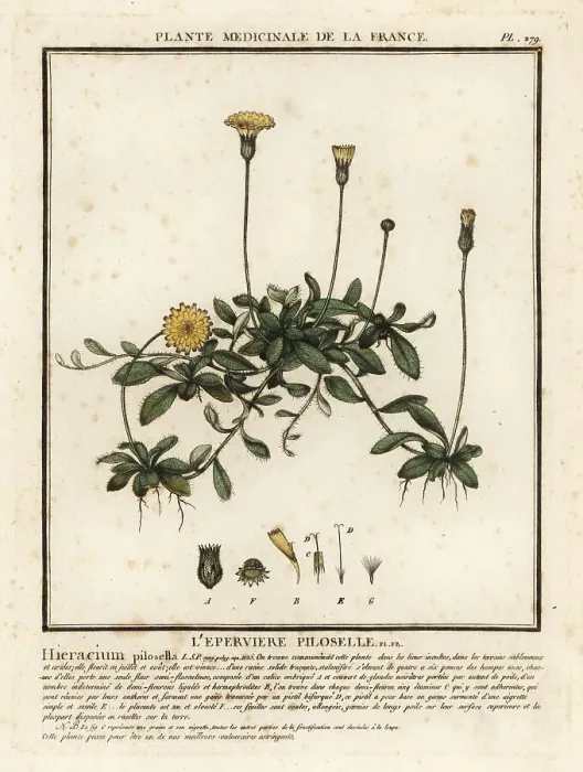 Framed Print : Mouse-ear hawkweed, Pilosella officinarum